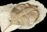 Bargain, Huntonia Lingulifer Trilobite - Oklahoma #188863-1